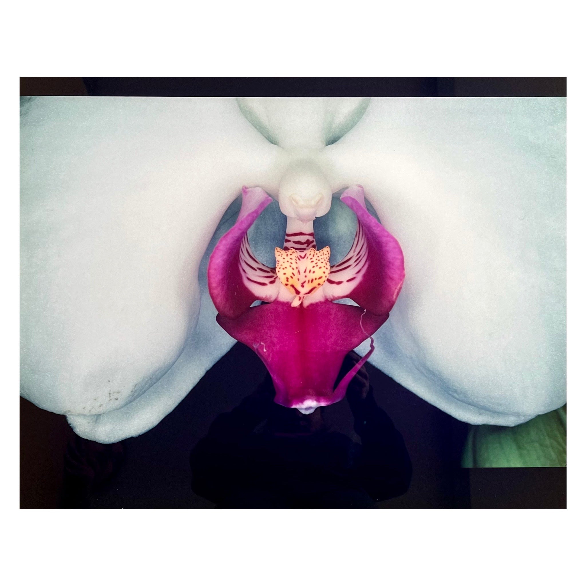 Nobuyoshi Araki Orchid Famous Amsterdam